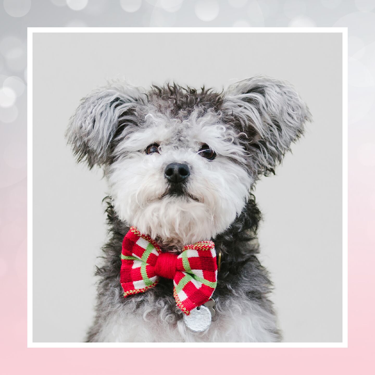 Pet photos with Santa | Fashion Show Mall